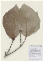 藏品(欖仁舅)的圖片